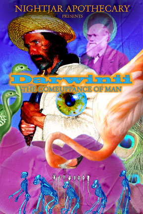 darwinii365b_nightjar60